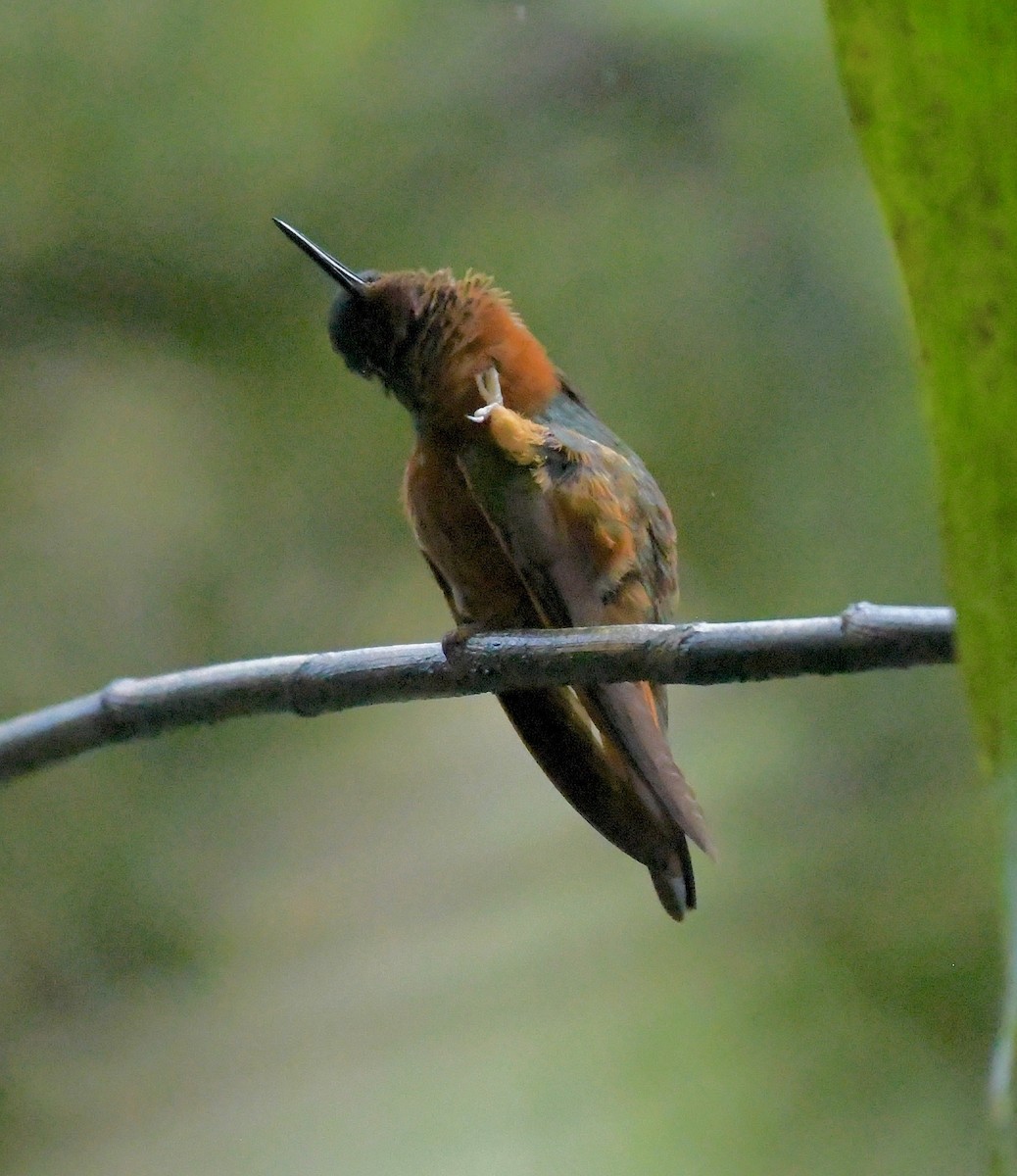 kolibřík peruánský - ML205386091