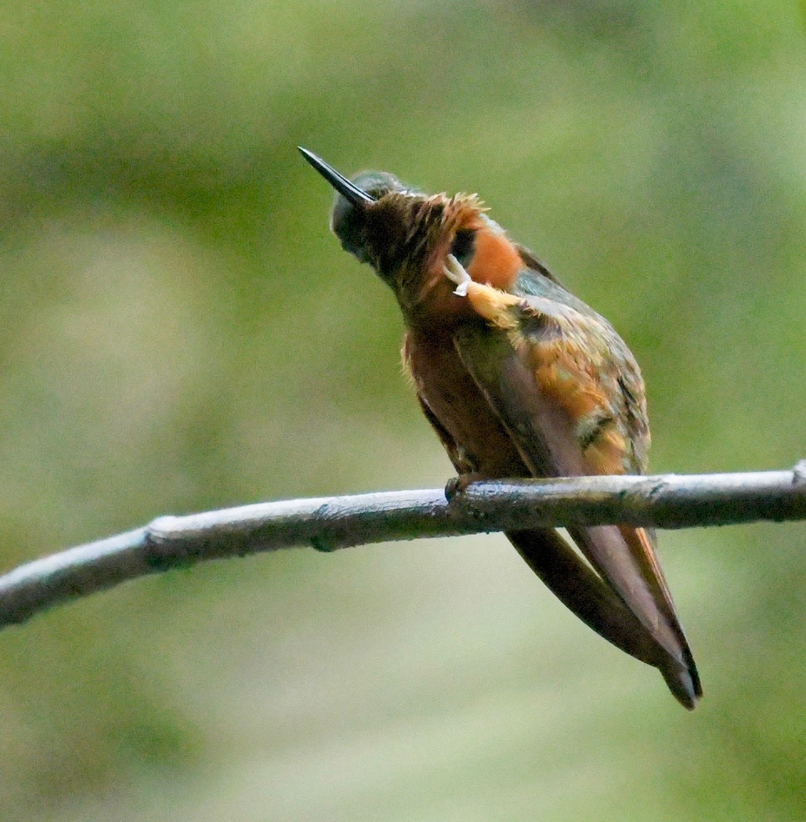 kolibřík peruánský - ML205386101