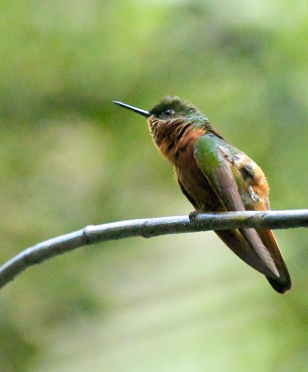 kolibřík peruánský - ML205386111