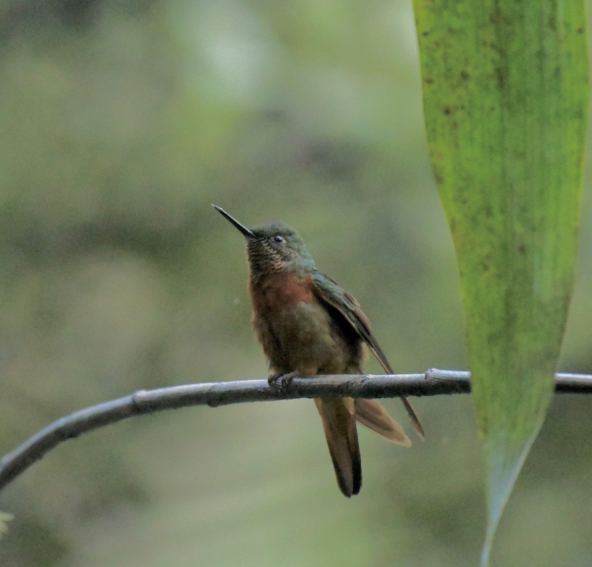 kolibřík peruánský - ML205386121