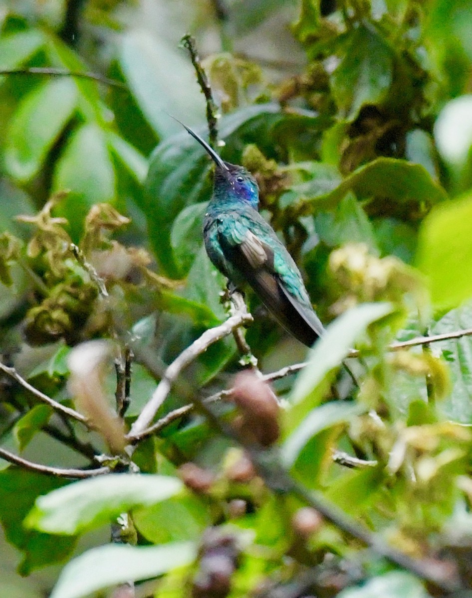 kolibřík modrolící - ML205386291