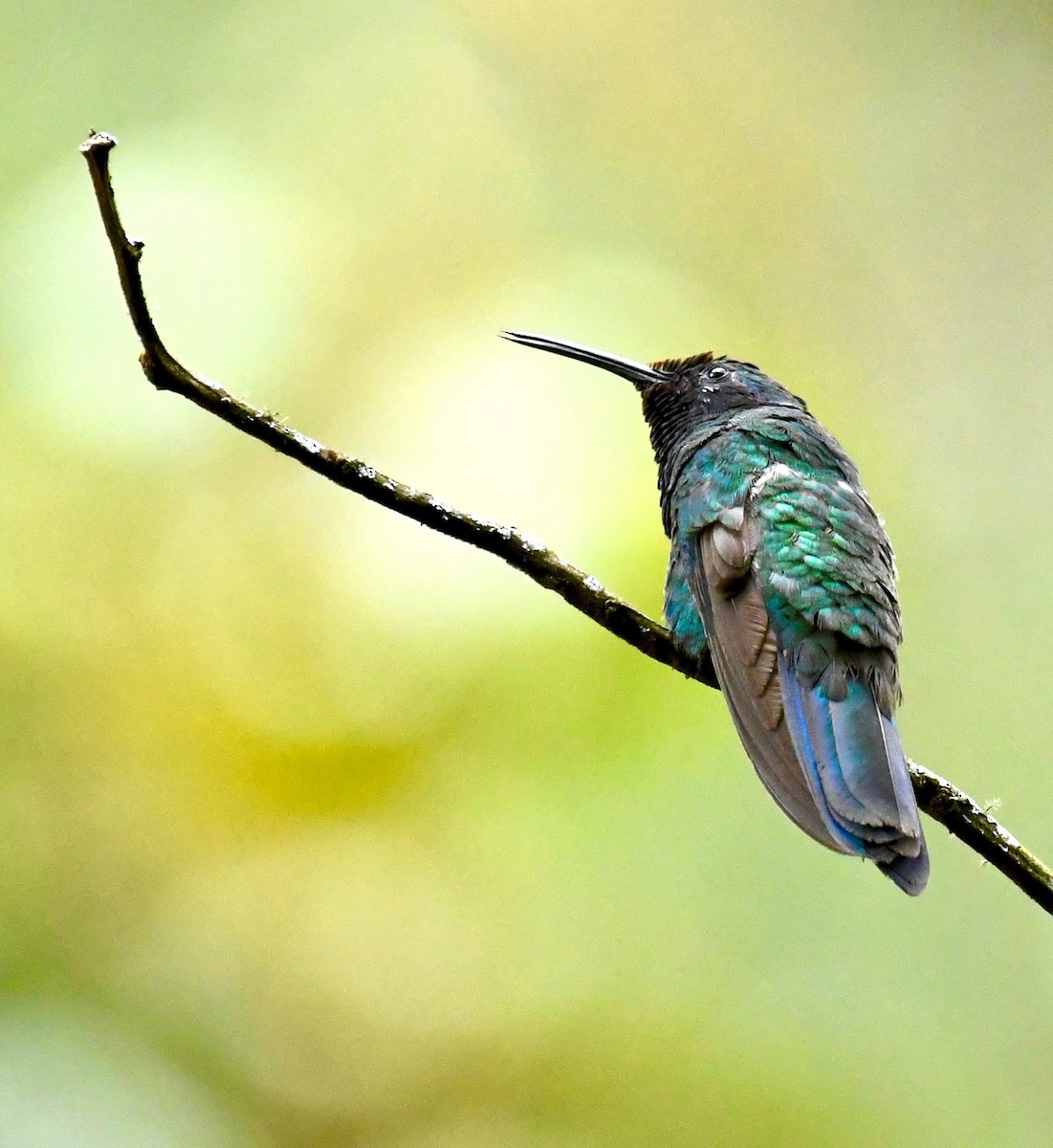 kolibřík modrolící - ML205386301