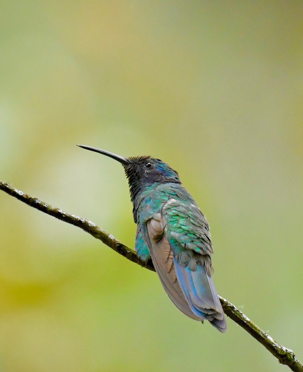 kolibřík modrolící - ML205386311