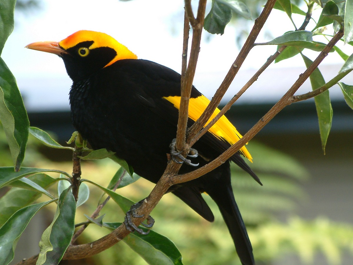 Regent Bowerbird - ML205386391