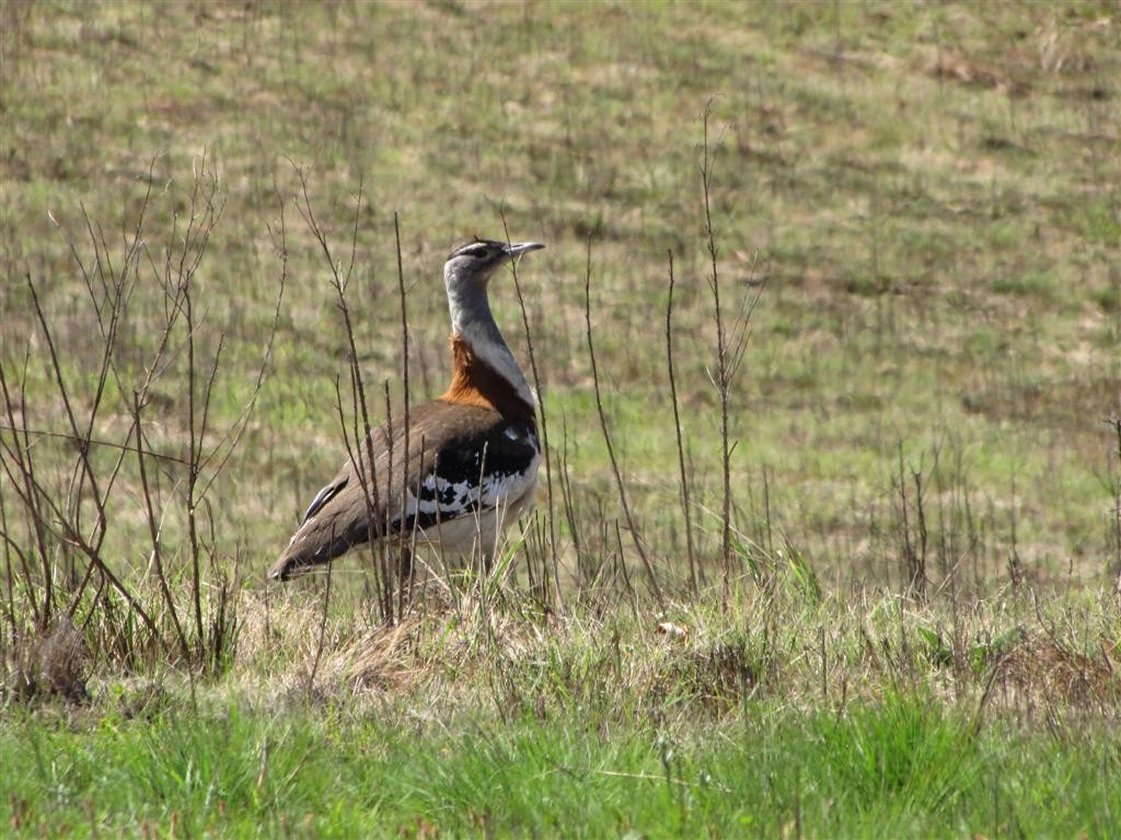 Denham's Bustard (Stanley's) - ML205386551