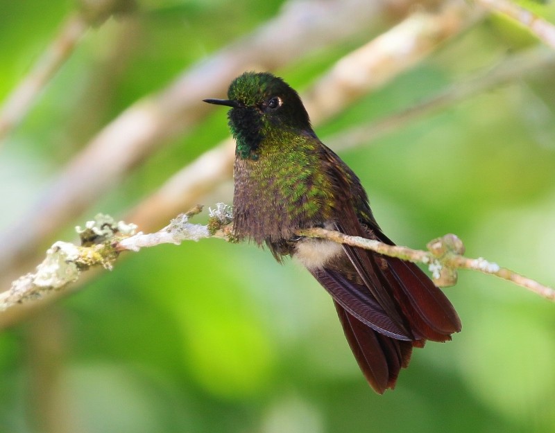 Tyrian Metaltail (Costa) - Margareta Wieser