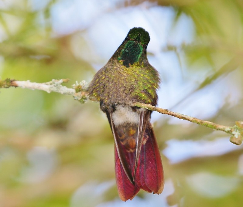 Tyrian Metaltail - Margareta Wieser