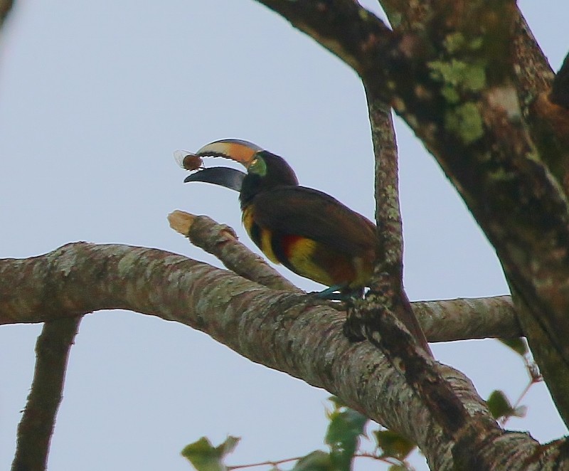 Many-banded Aracari - ML205387071