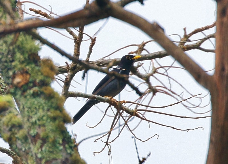 Yellow-legged Thrush - ML205387141