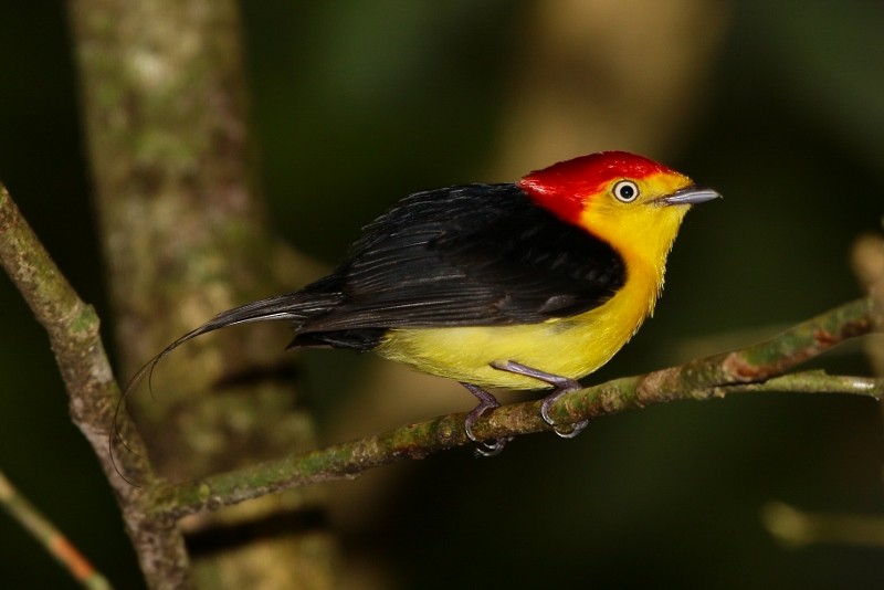 Wire-tailed Manakin - ML205387241