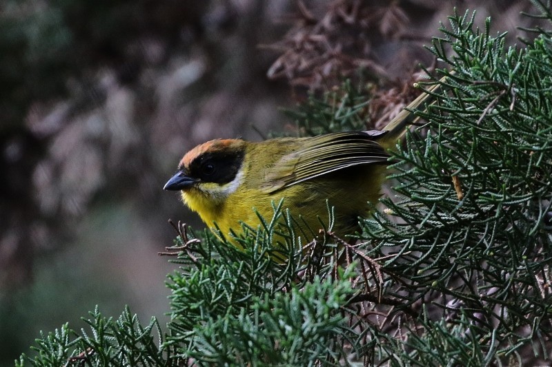 Moustached Brushfinch - ML205387321