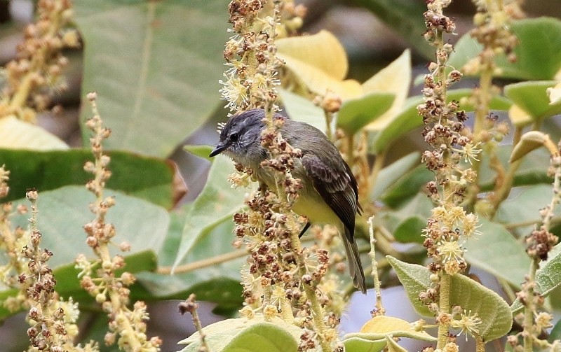 Sooty-headed Tyrannulet - ML205387351