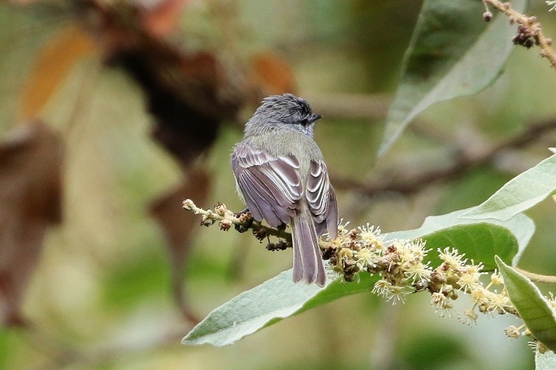 Sooty-headed Tyrannulet - ML205387361