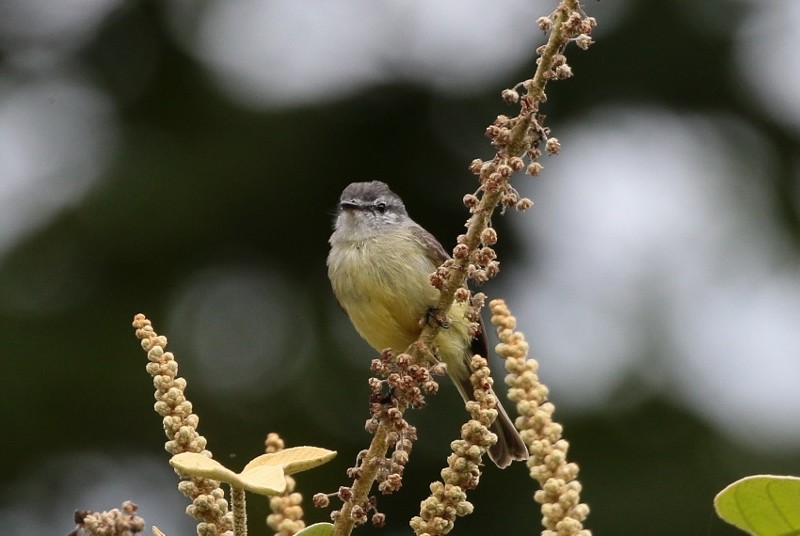 Sooty-headed Tyrannulet - ML205387371