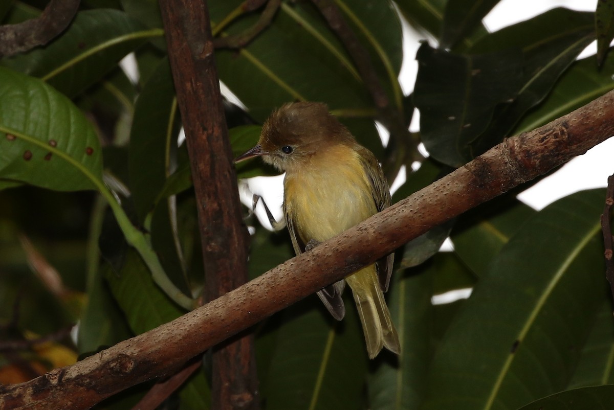 Golden-fronted Greenlet - Margareta Wieser