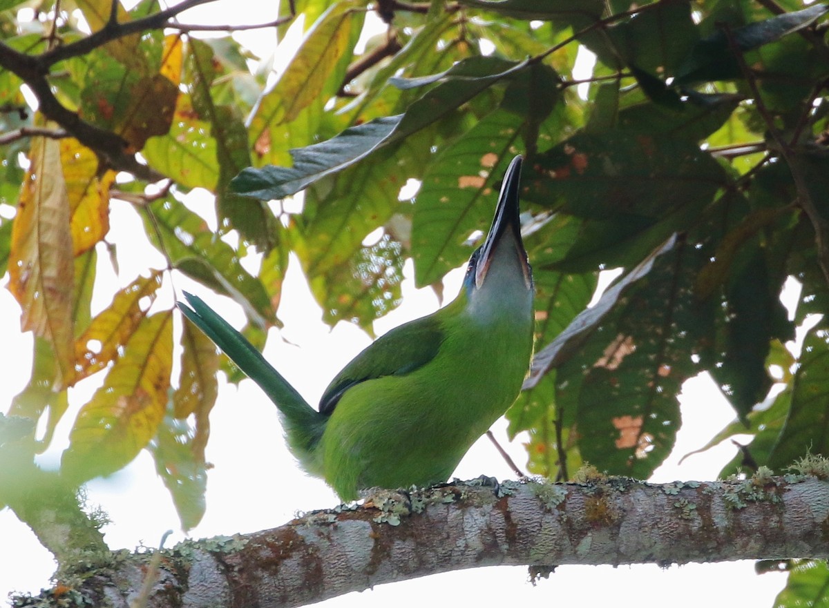 Groove-billed Toucanet (Groove-billed) - ML205387751