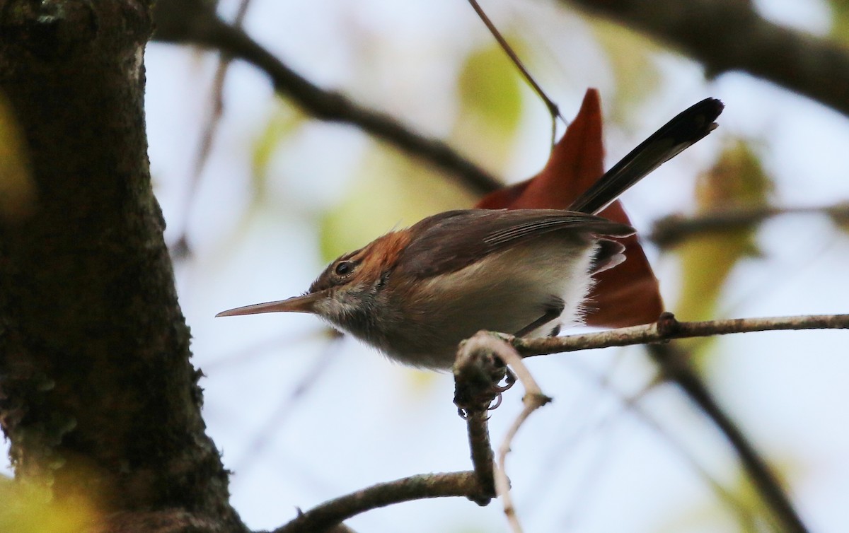 Long-billed Gnatwren (Trilling) - ML205387861