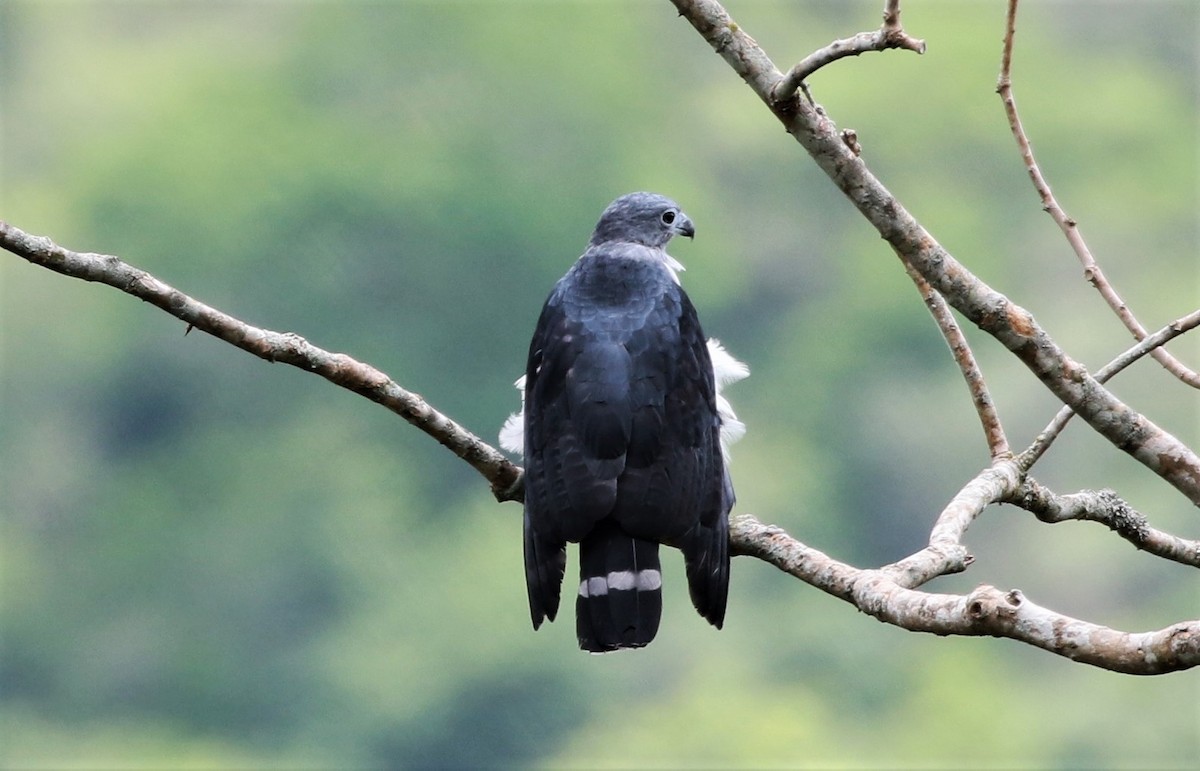 Gray-headed Kite - ML205387891