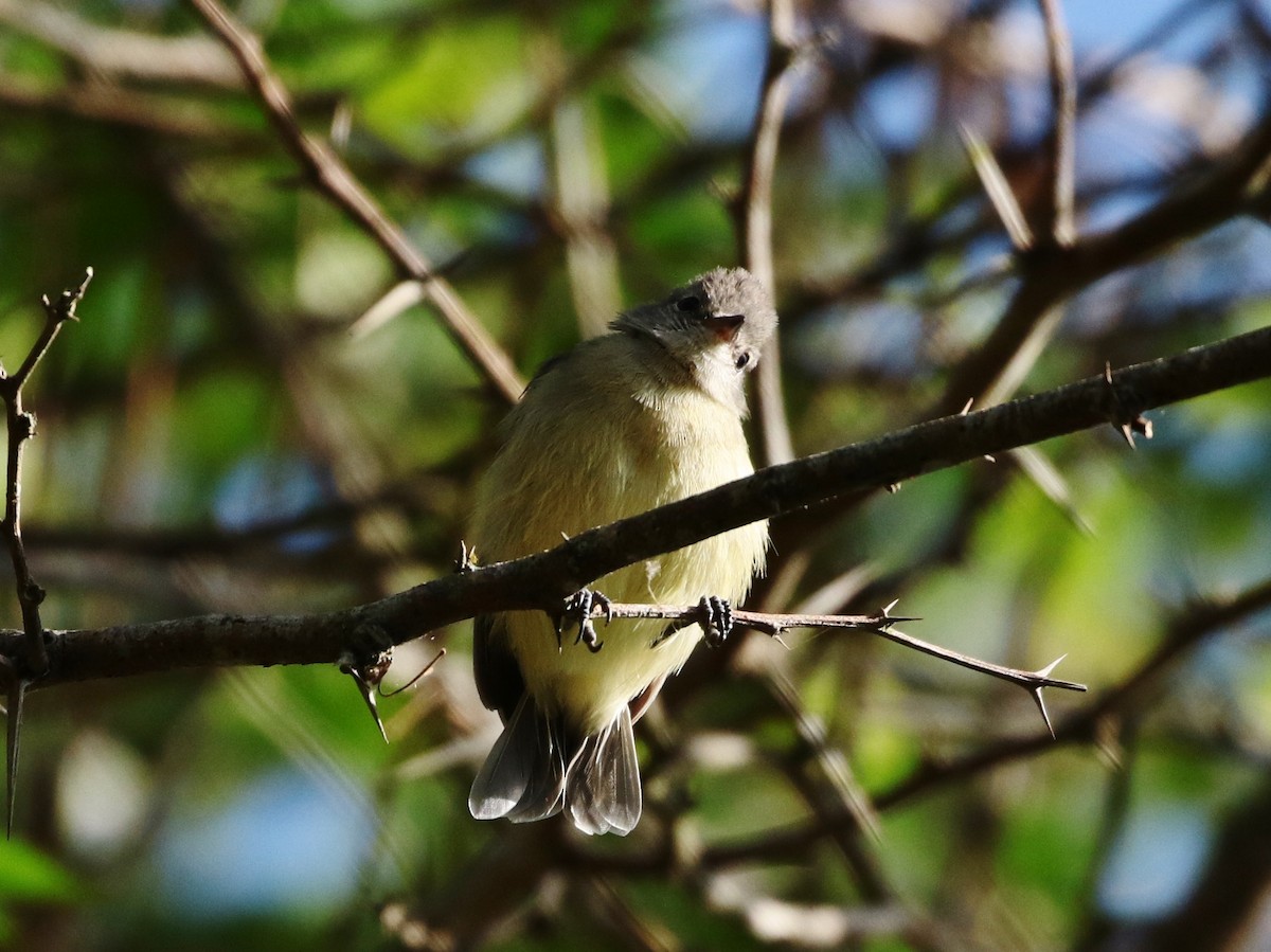 Southern Beardless-Tyrannulet - ML205387911