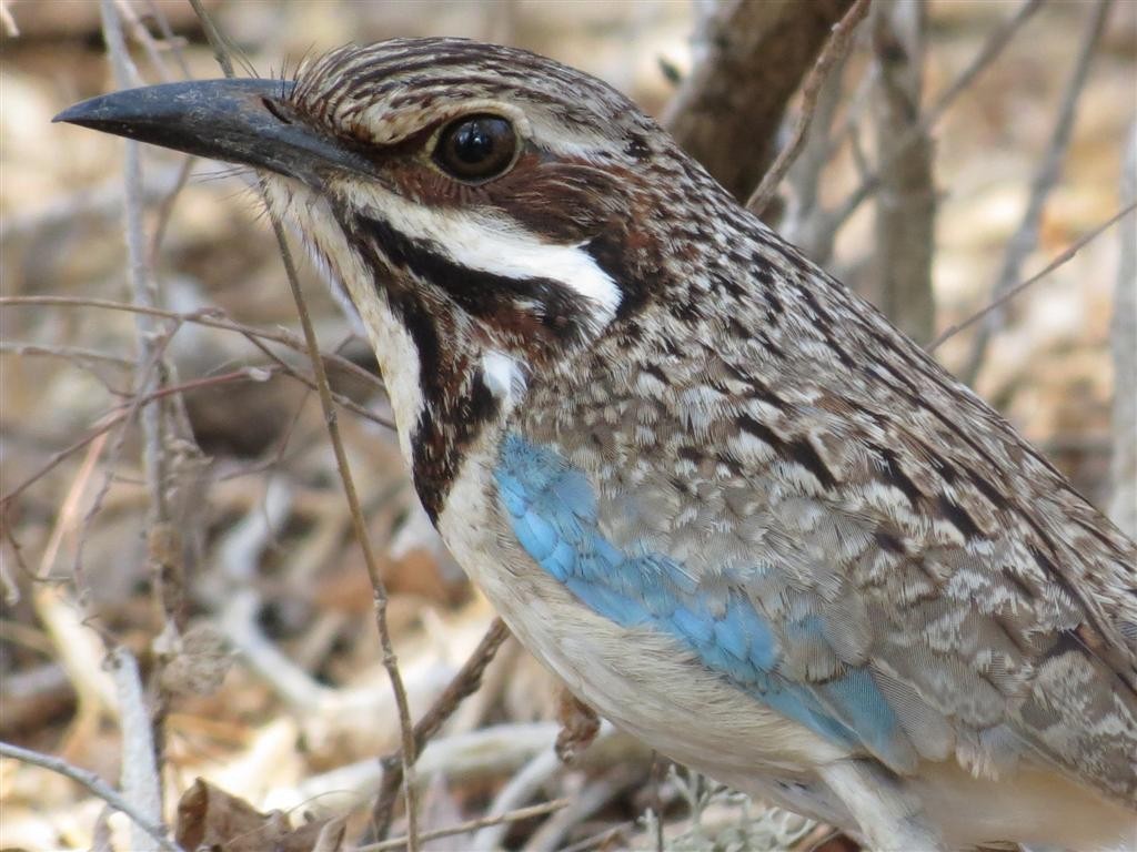 Long-tailed Ground-Roller - ML205388711