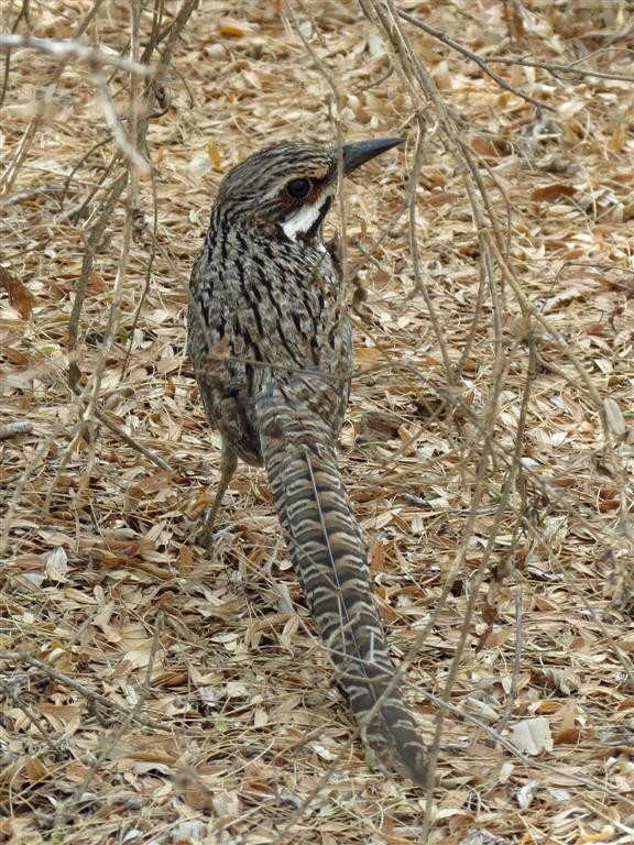 Long-tailed Ground-Roller - Adam Bowley