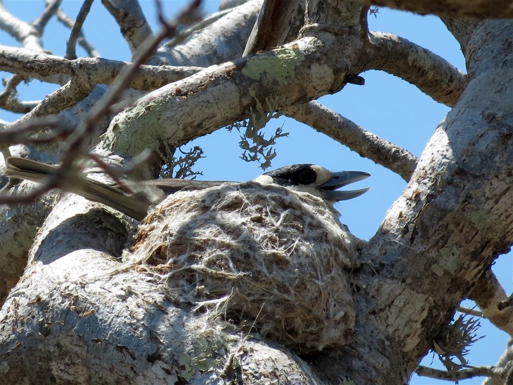 Lafresnaye's Vanga - ML205388841