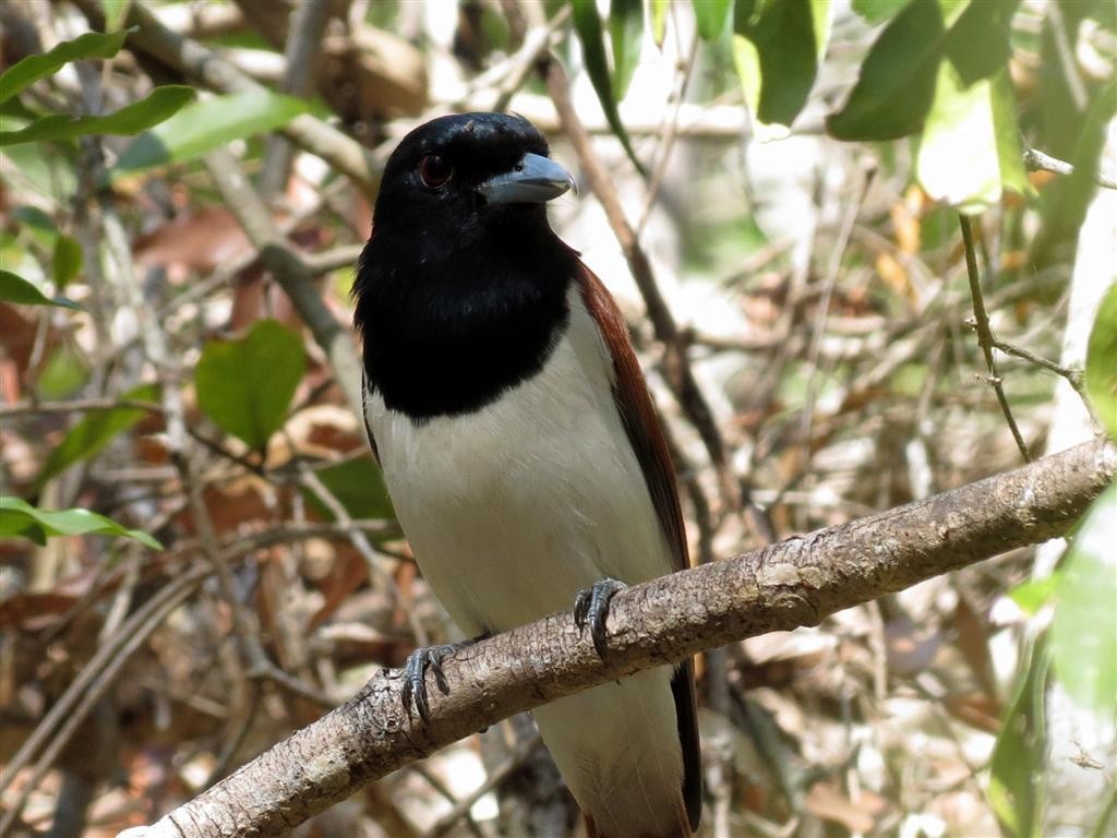 Rufous Vanga (occidentalis) - Adam Bowley