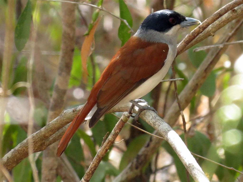 Rufous Vanga (occidentalis) - ML205388861