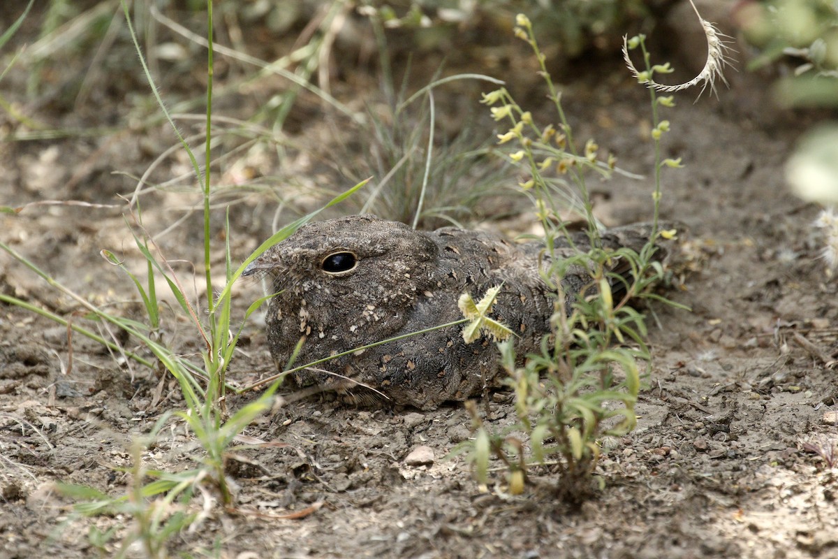 Star-spotted Nightjar - ML205389101