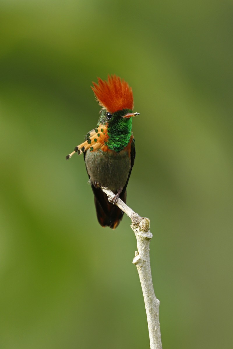 Tufted Coquette - ML205389161