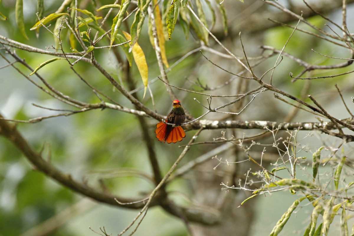 kolibřík červenohlavý - ML205389181