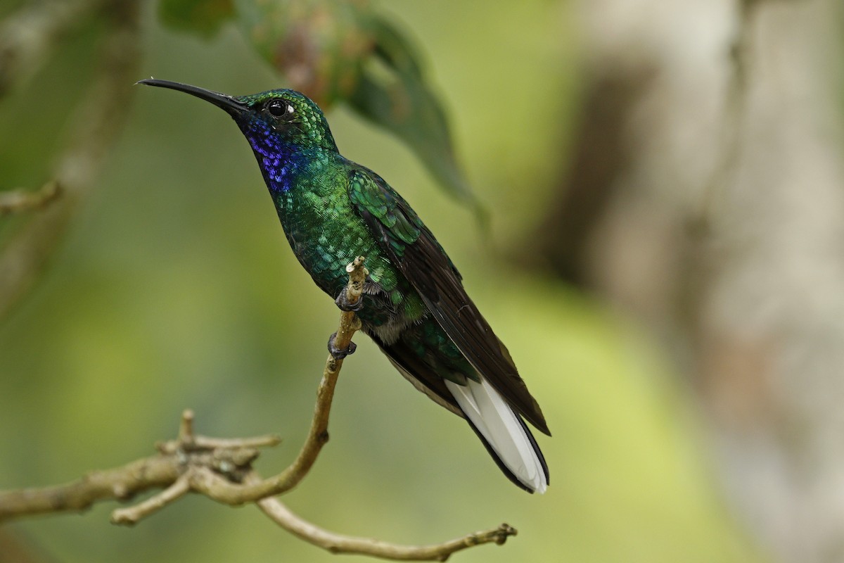 White-tailed Sabrewing - Adam Bowley