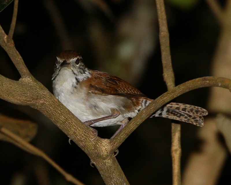 Rufous-and-white Wren - ML205389251