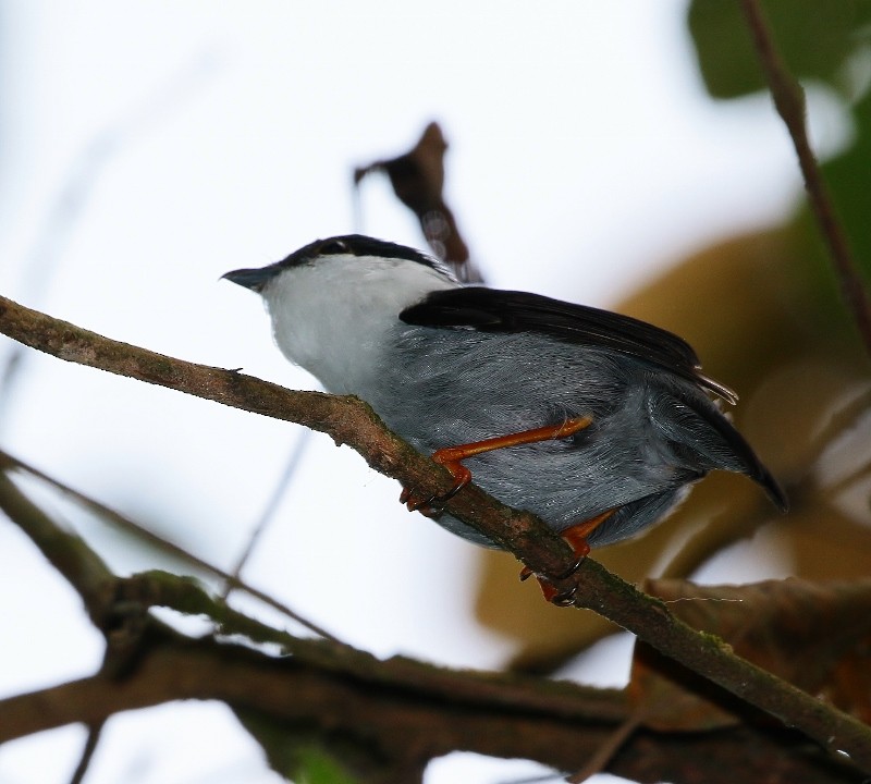 White-bearded Manakin - ML205389301