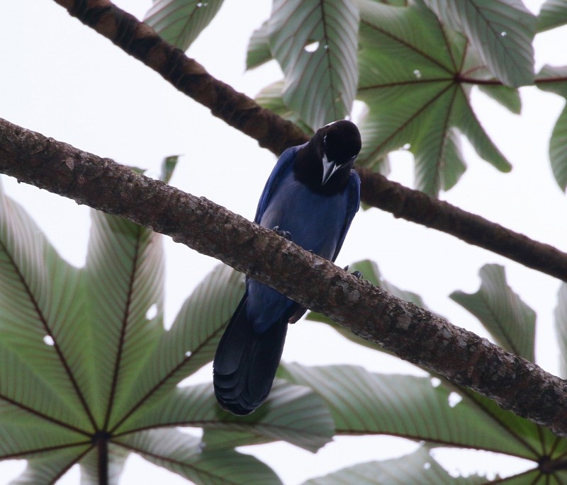 Violaceous Jay - Margareta Wieser