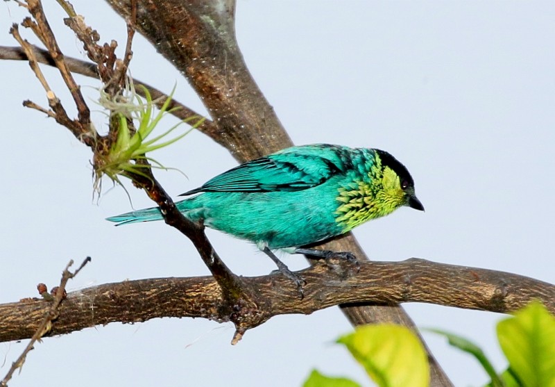 Black-capped Tanager - Margareta Wieser