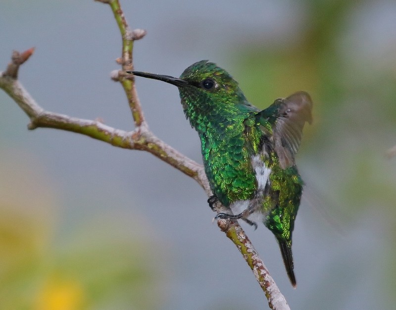 Narrow-tailed Emerald - ML205389481