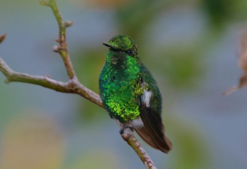 Narrow-tailed Emerald - ML205389511