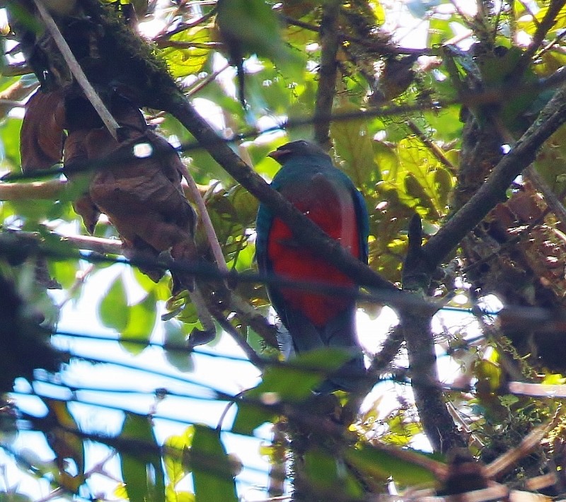 Golden-headed Quetzal - ML205389781