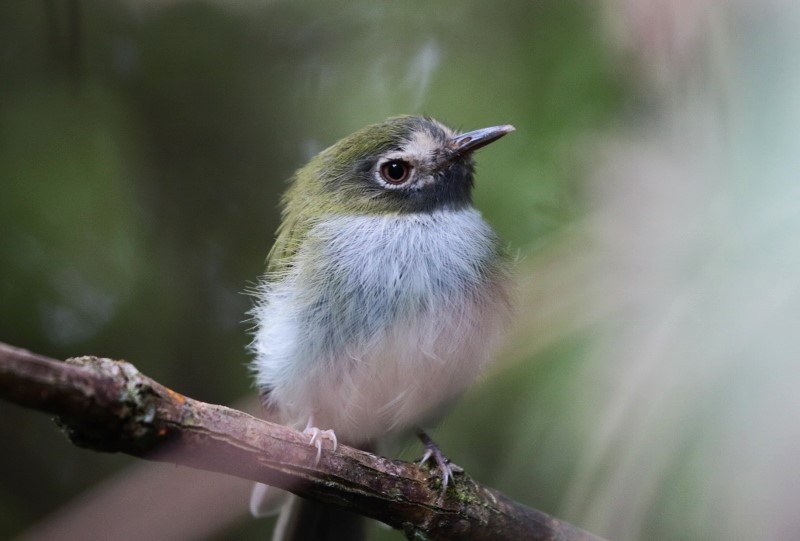 Black-throated Tody-Tyrant - Margareta Wieser