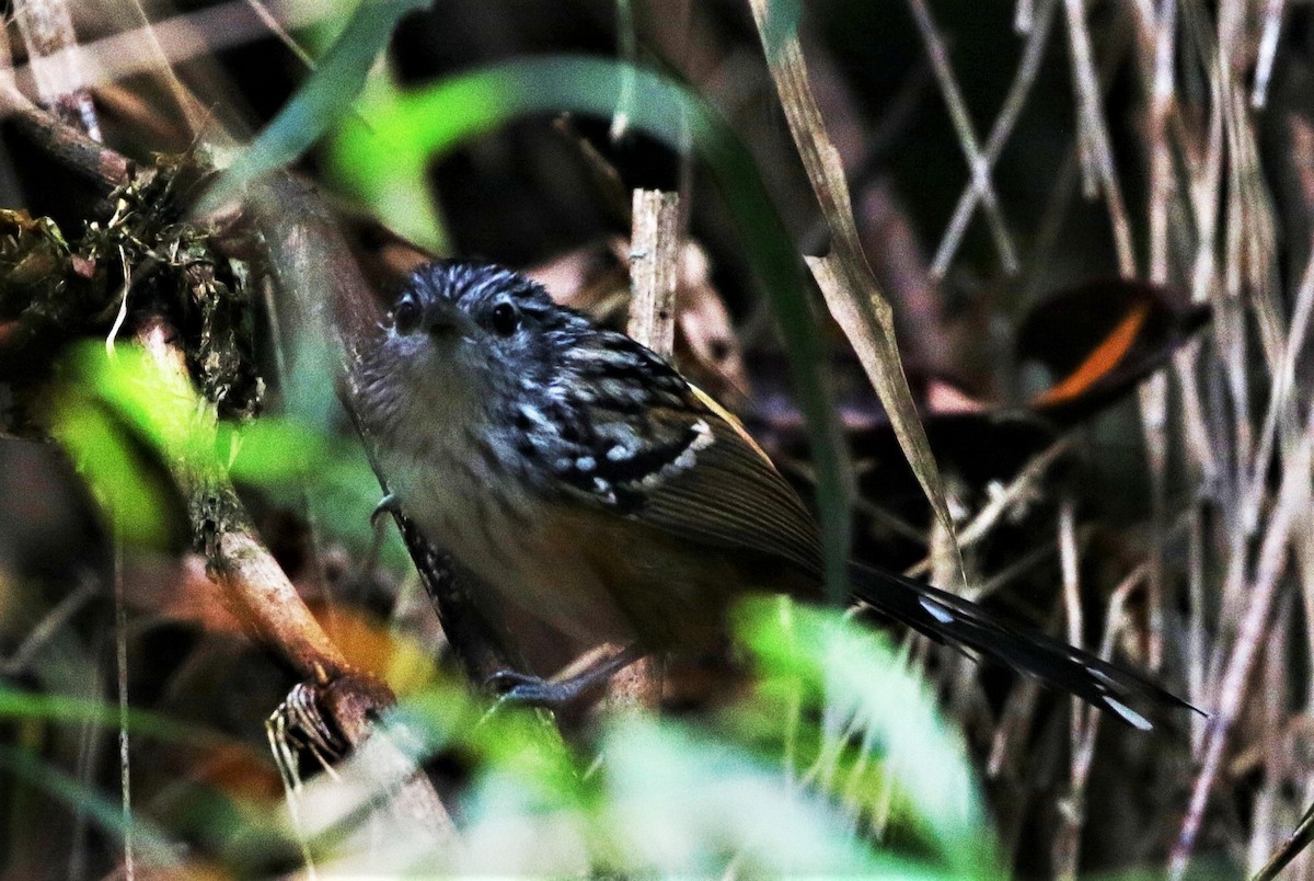 Klages's Antbird - ML205389981