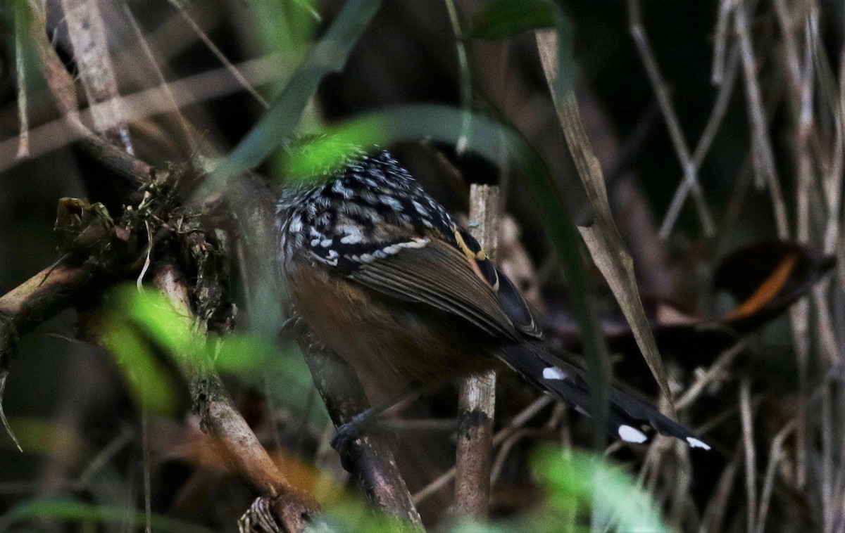 Klages's Antbird - ML205389991