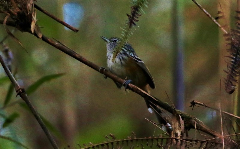 Klages's Antbird - Margareta Wieser