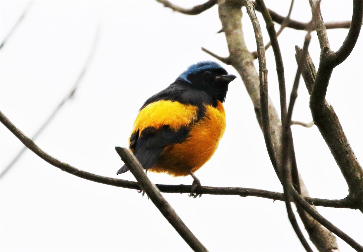 Golden-rumped Euphonia - ML205390041