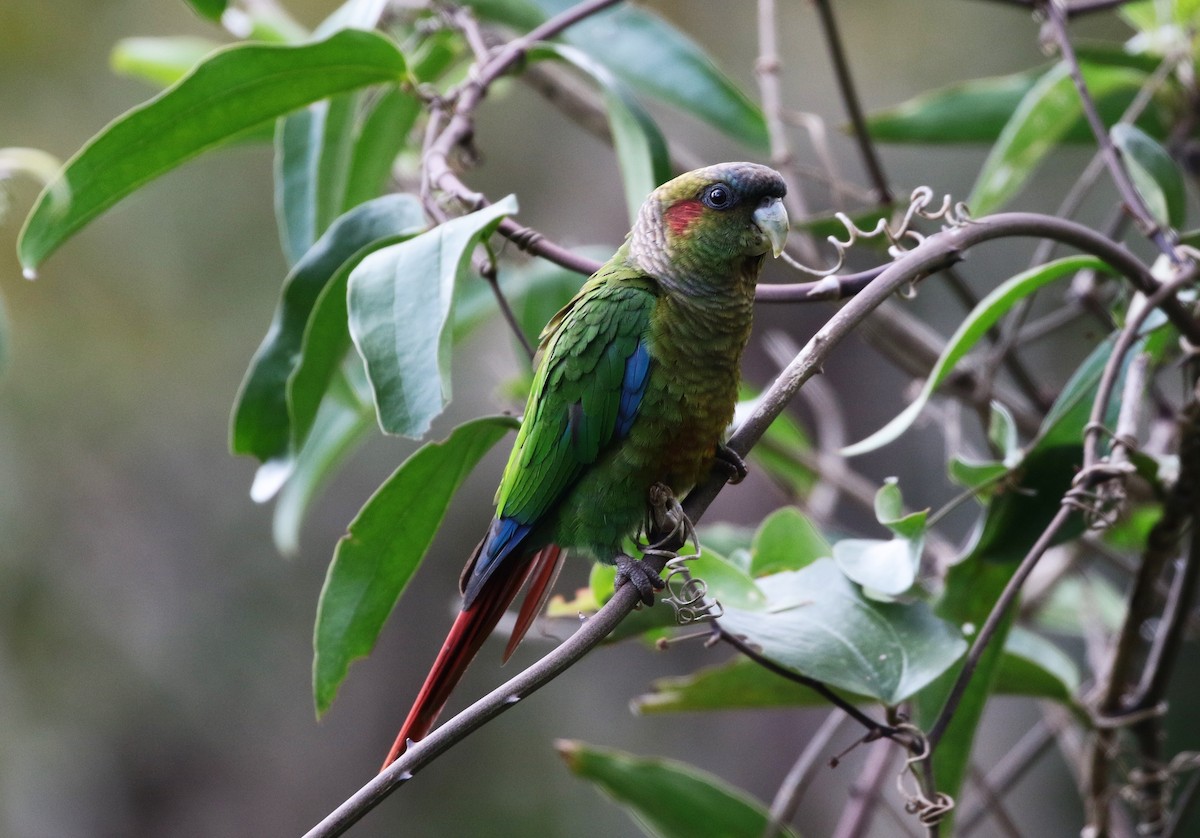 Red-eared Parakeet - ML205390051