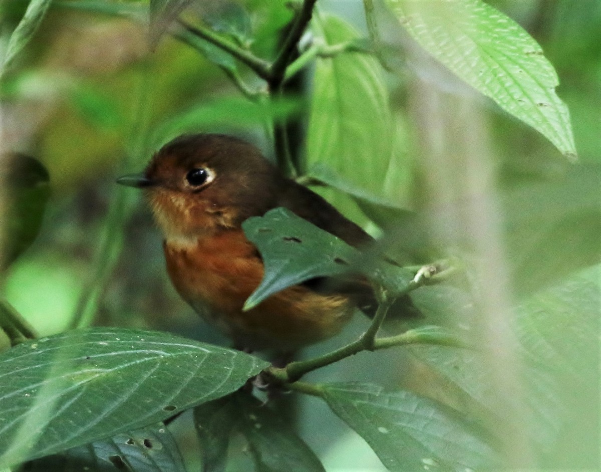 Rusty-breasted Antpitta (Rusty-breasted) - ML205390071