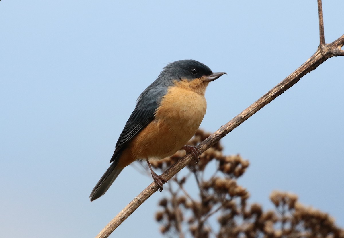 Rusty Flowerpiercer - ML205390101