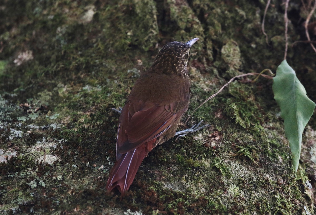 Olive-backed Woodcreeper - ML205390151