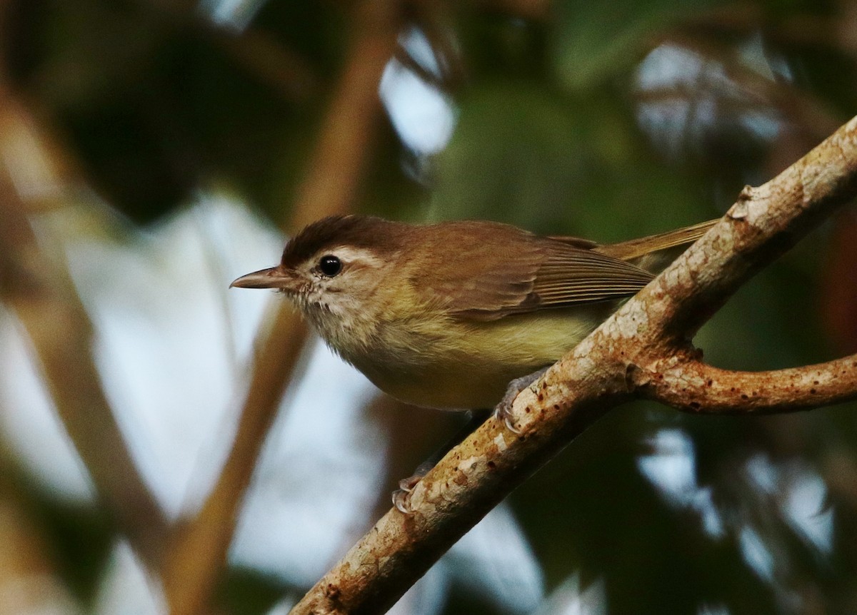 Brown-capped Vireo - ML205390261