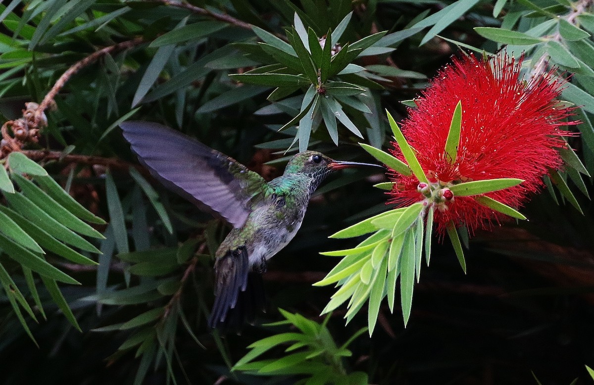 kolibřík zrcadlový - ML205390521
